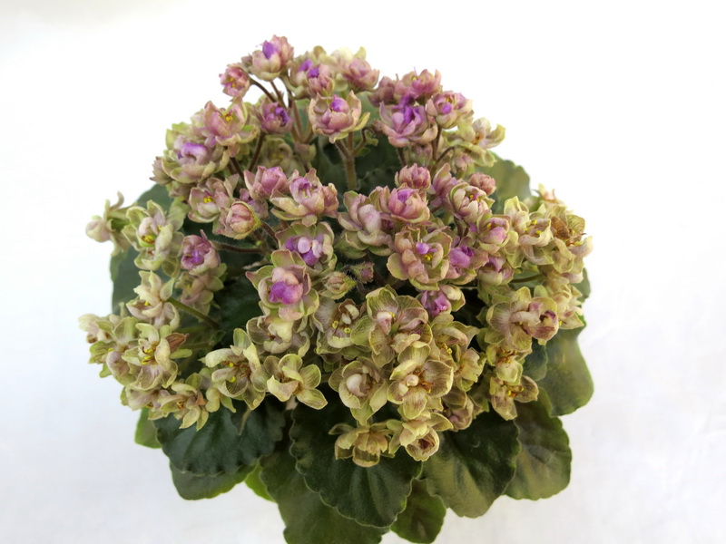 Morgan's Chutney Popcorn (C.Eros)  Н.Старостенко.JPG