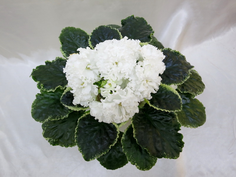 ЛЕ-Крылья Ангела (Е.Лебецкая)  Т.Копейкина.JPG