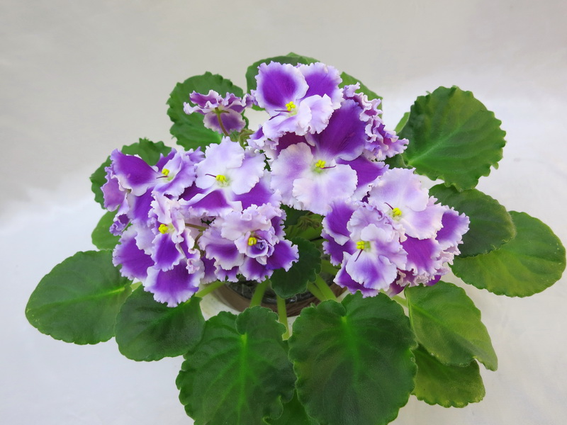 K's Berry Bianco (K. Hajner)  И.Данилина.JPG