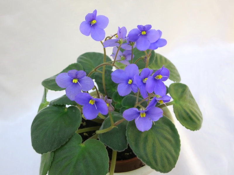 Sauntpaulia ionantha  Калгины.JPG