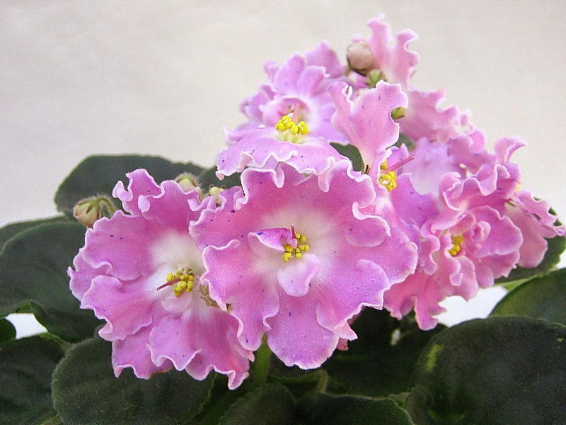 DS-Сияющий Колокольчик (Dimetris) спорт  Т.Копейкина.JPG