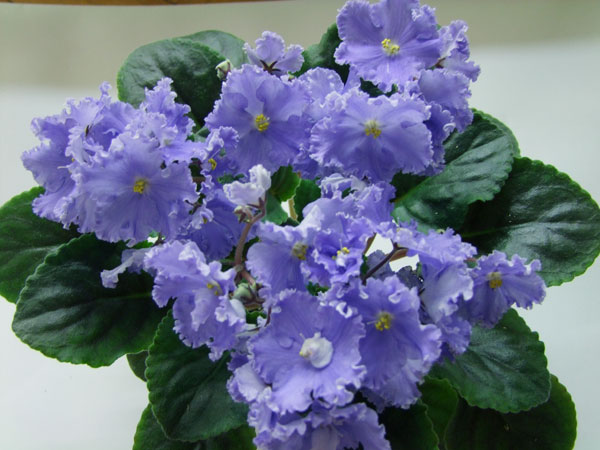 2009_11150009.jpg