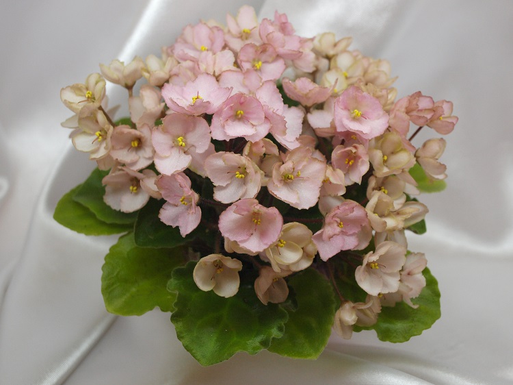 Emerald Pink.jpg