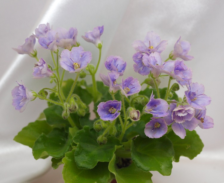Lavender Fairy.jpg