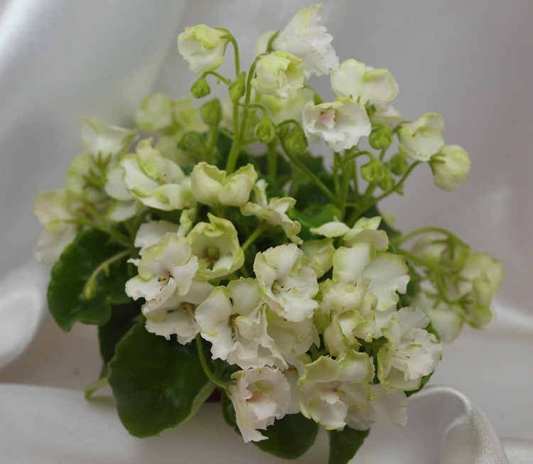 Celtic Rose White.jpg