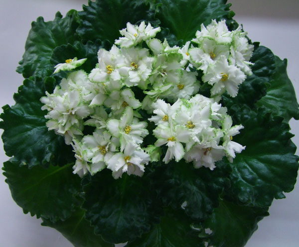 2009_11150004.jpg