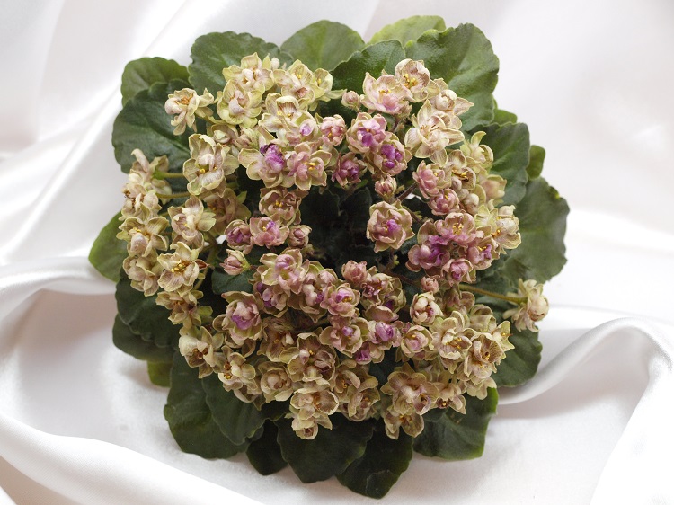 Morgan's Chutney Popcorn.jpg