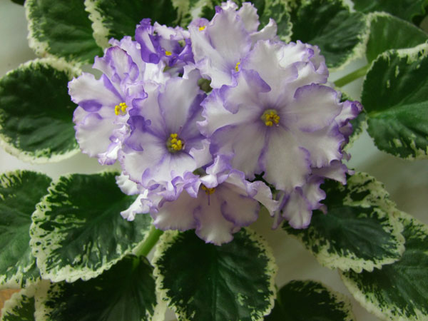 2009_11150033.jpg