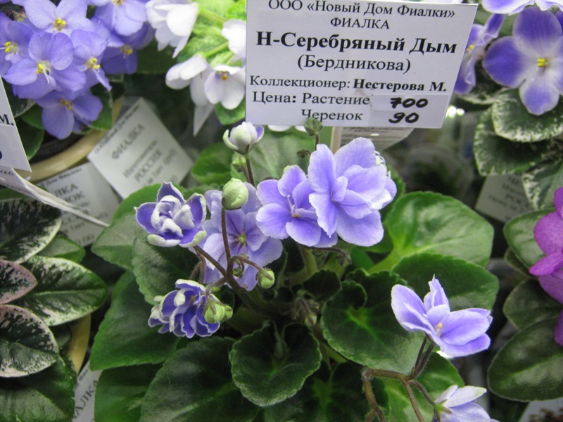IMG_2467.JPG