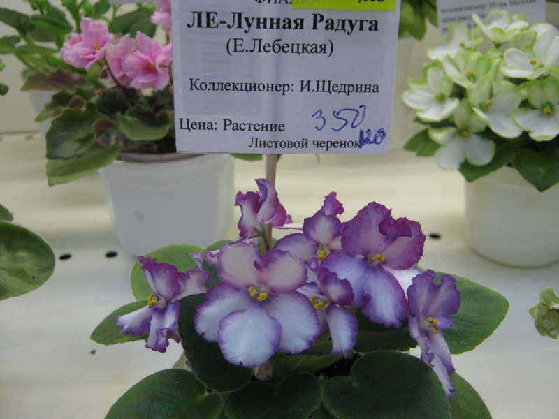 IMG_2497.JPG