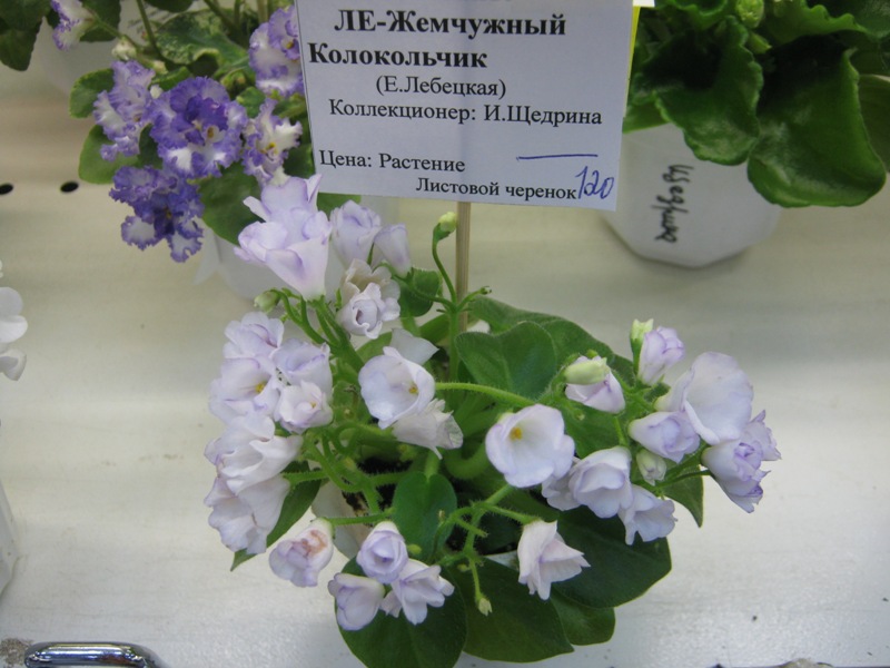 IMG_2519.JPG