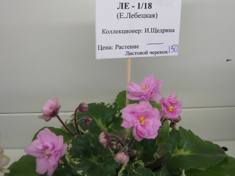 IMG_2517.JPG