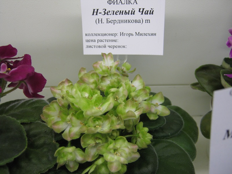 IMG_2524.JPG