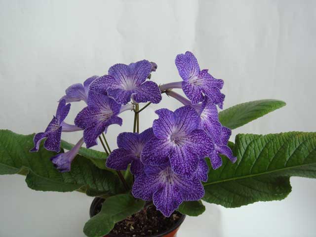 Shenandoah-Sugarplum.jpg