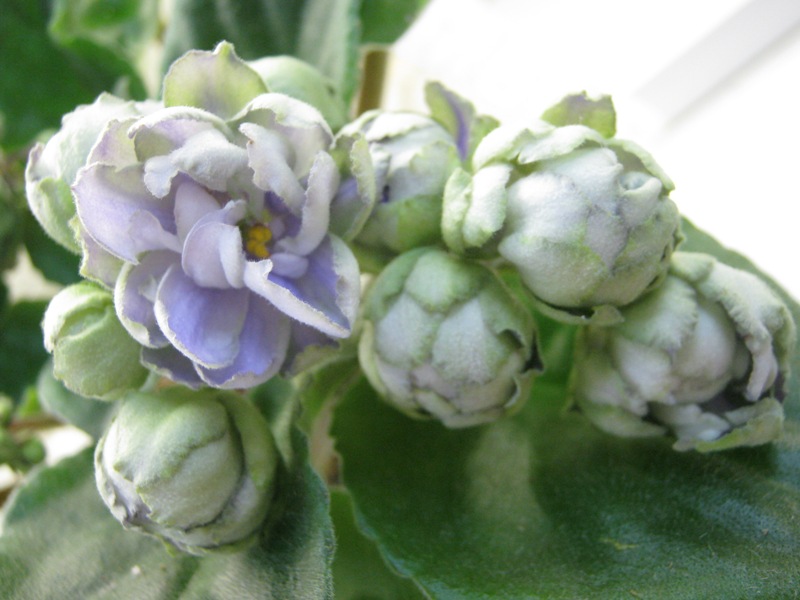 Кузина Reflection's of Spring.JPG