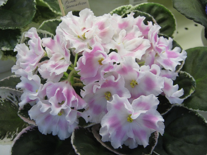 Нестерова Pink Sensation.JPG