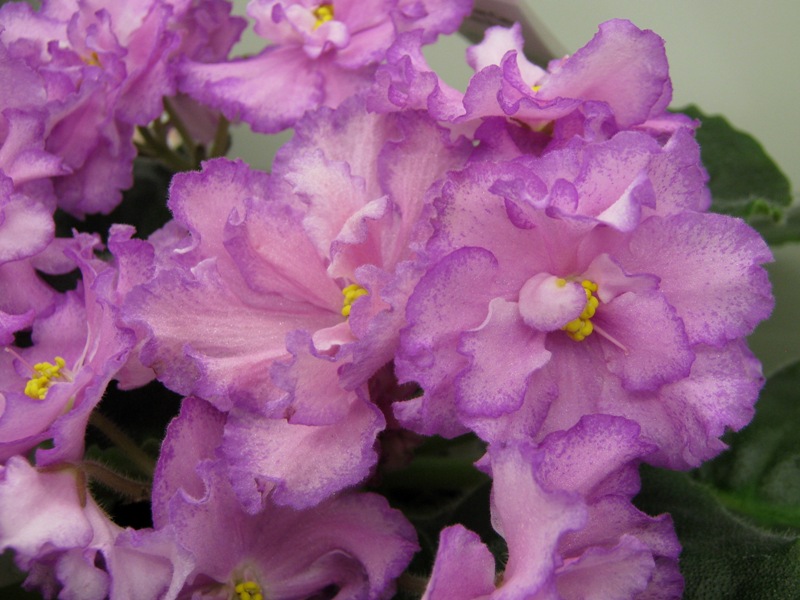 Хохлова ЛЕ-Розовые Сны.JPG