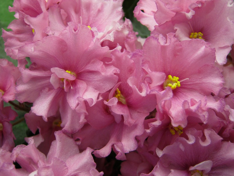Хохлова РС-Жрица.JPG