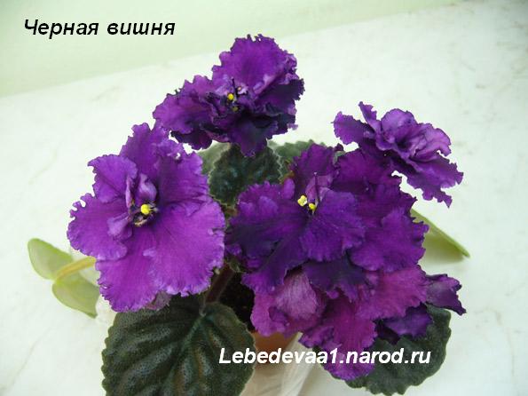 _ 20-20 текст.JPG