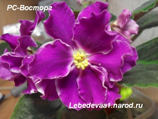 РС-Восторг (3) 20-20 текст.JPG