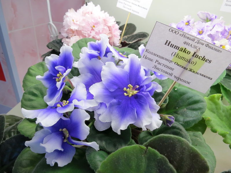 Жильчикова Humako Inches.JPG