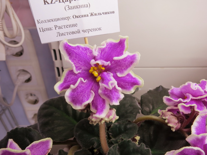 Жильчикова KZ-Царёв Цветок.JPG
