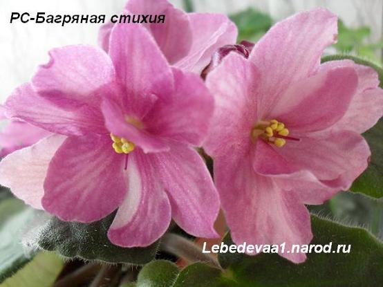 РС-Багряная стихия (1) 20-20 текст.JPG