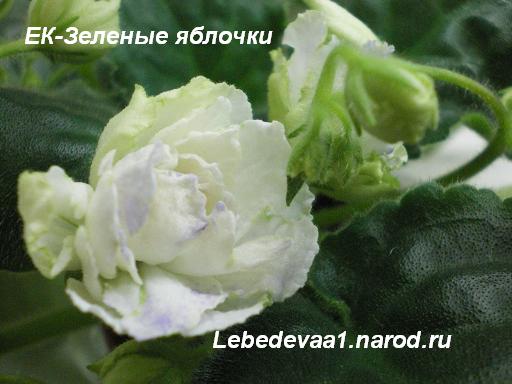 ЕК-Зеленые яблочки (1) 20-20 текст.JPG