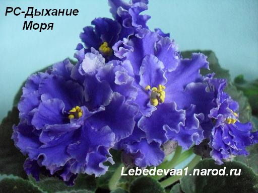 SDC10602 20-20 текст.JPG