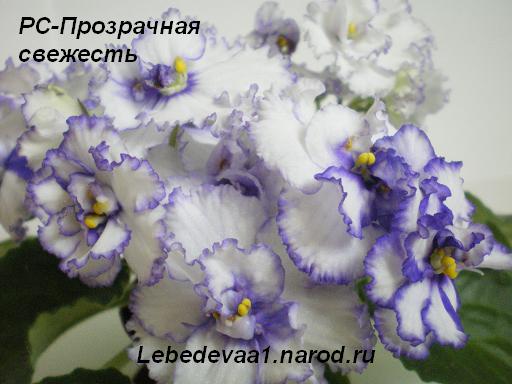 РС-Прозрачная свежесть- (5) 20-20 текст.JPG