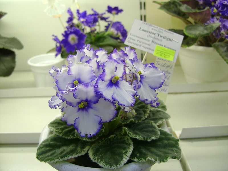 DSC08039.JPG
