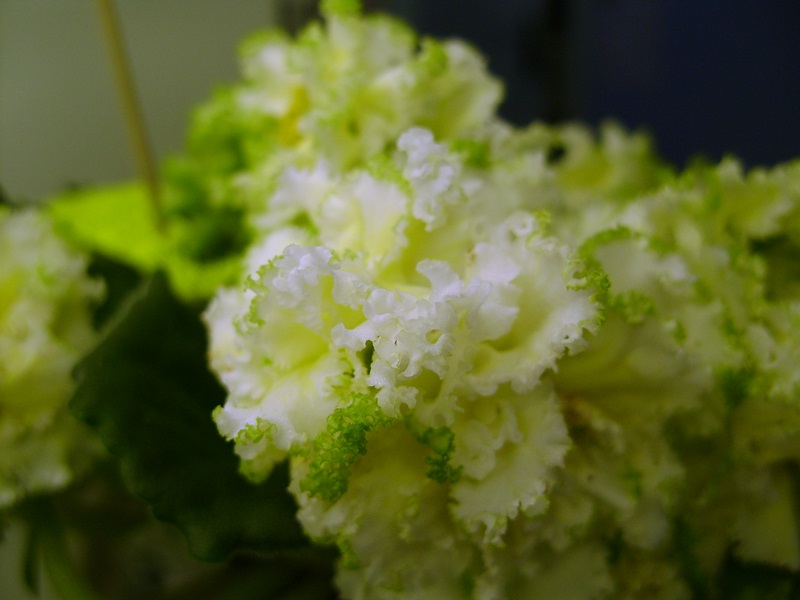 DSC08044.JPG