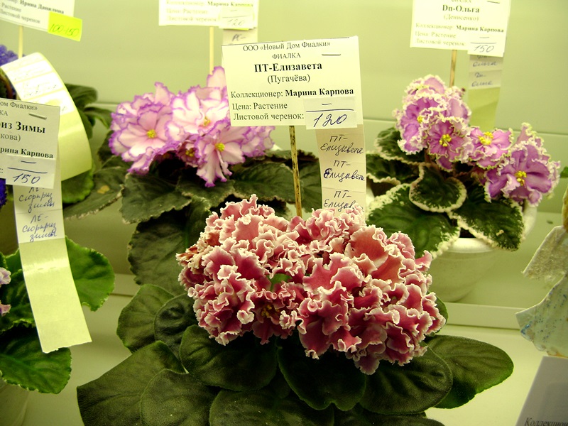 DSC08046.JPG