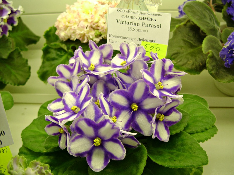 DSC08047.JPG