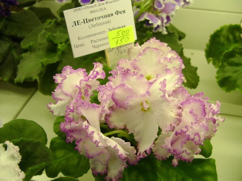 DSC08048.JPG