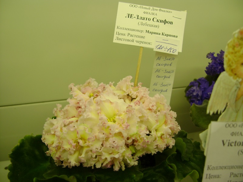 DSC08049.JPG