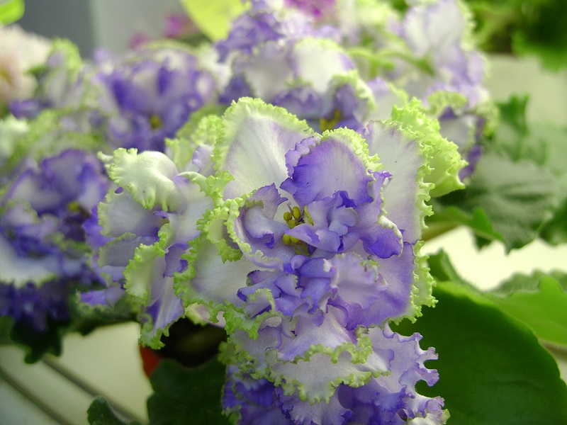 DSC08052.JPG