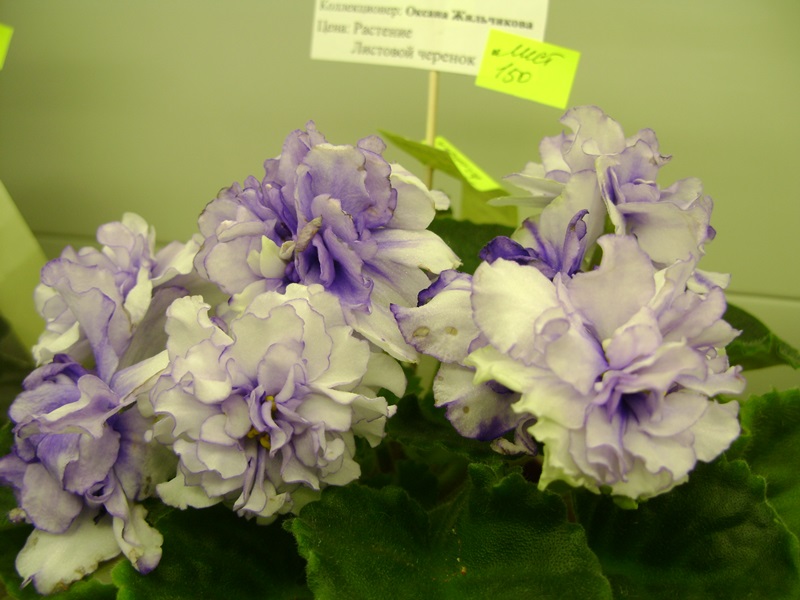 DSC08053.JPG