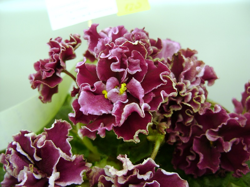 DSC08054.JPG