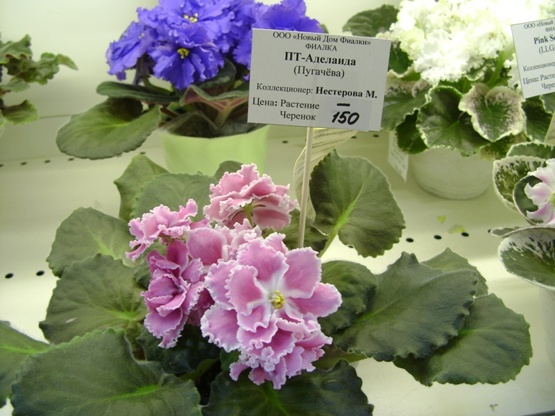 DSC08055.JPG