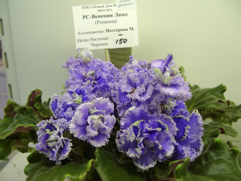 DSC08056.JPG