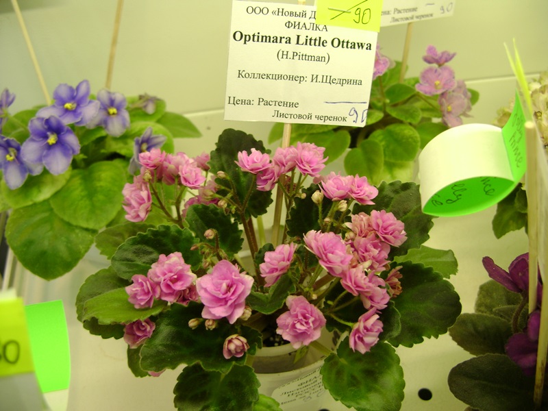 DSC08068.JPG