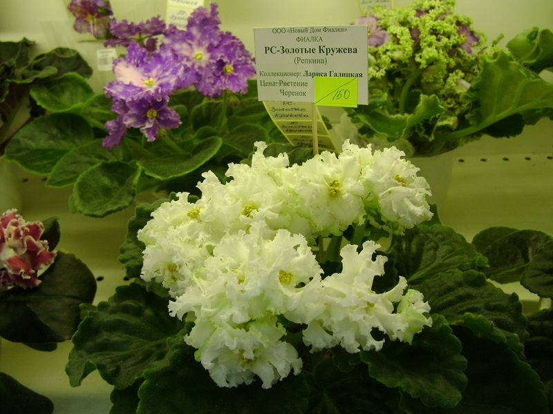 DSC08070.JPG