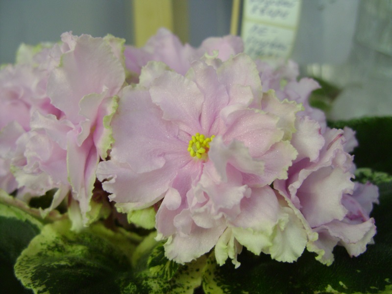 DSC08073.JPG