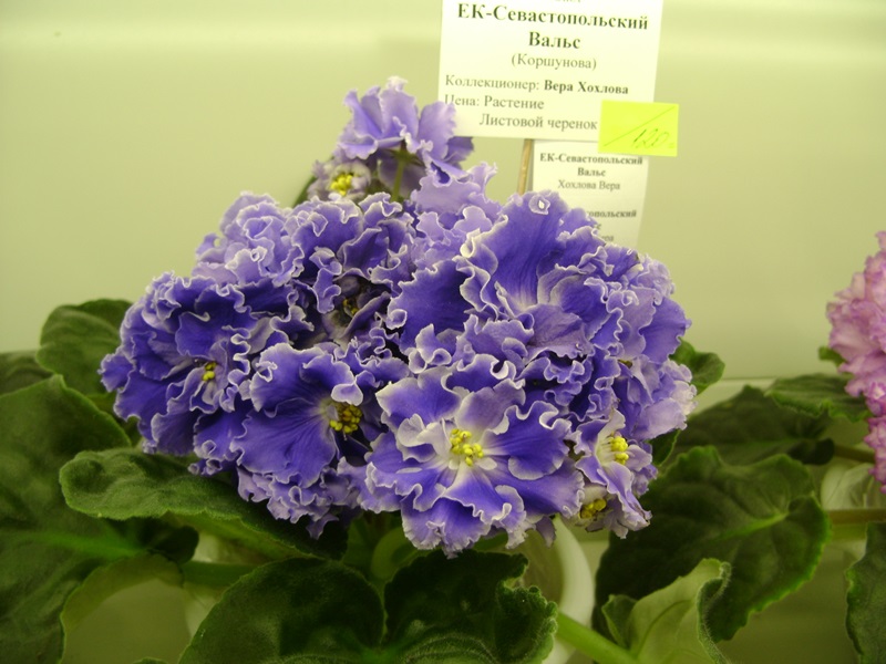 DSC08074.JPG