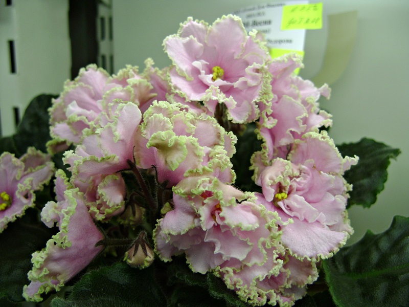 DSC08081.JPG