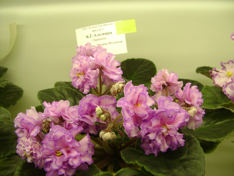 DSC08083.JPG