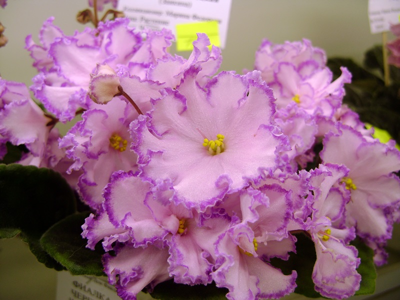 DSC08084.JPG