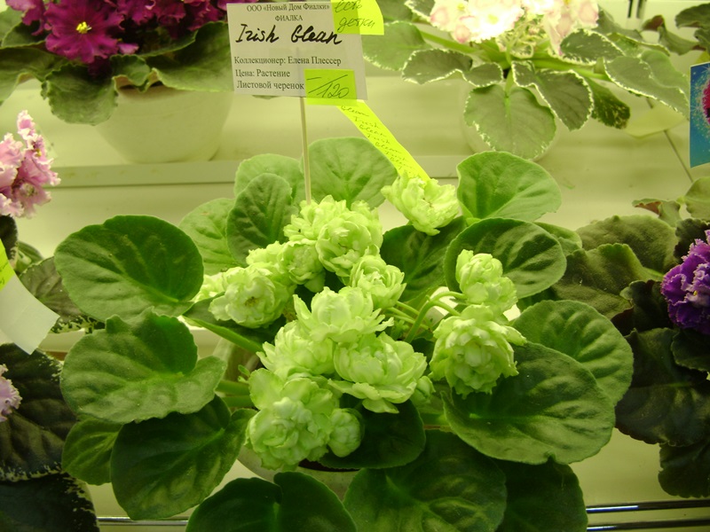 DSC08088.JPG