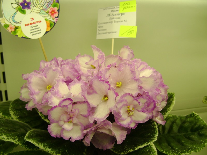 DSC08092.JPG